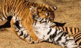 猫交配视频,揭秘猫咪交配的温馨瞬间