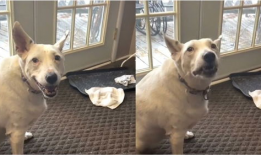 狗叫视频,狗狗欢快叫声背后的温馨故事