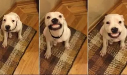 狗叫视频,狗狗欢快叫声背后的温馨故事