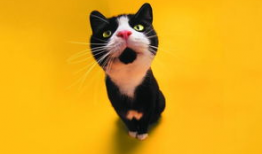 娱乐吃瓜君猫爷