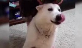 小狗视频搞笑视频大全,小狗搞笑视频大盘点