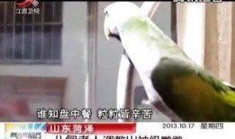 男奴调教视频,一场禁忌的权力游戏