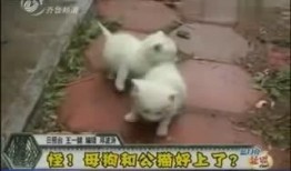猫交配视频,揭秘猫咪交配的温馨瞬间