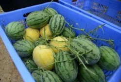 吃瓜群的链接,网络热议背后的真相与趣味