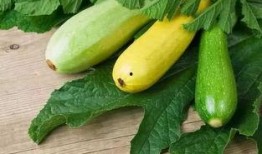 一起来吃瓜1.2.5,揭秘1.2.5版本背后的精彩故事